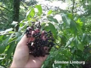 Make your own elderberry syrup