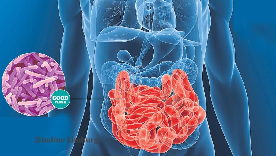 vitamine B12 te kort oorzaak