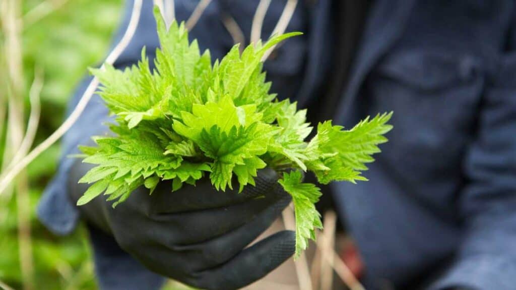 Make nettle soup