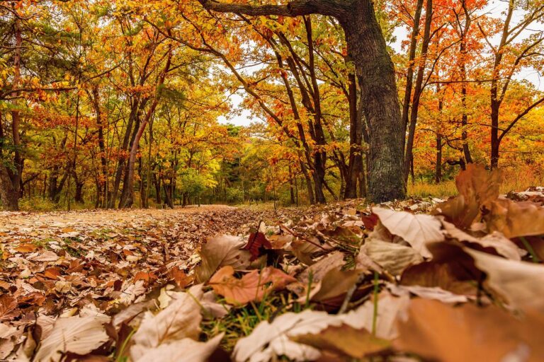 old tree, autumn, autumn leaves-2789326.jpg