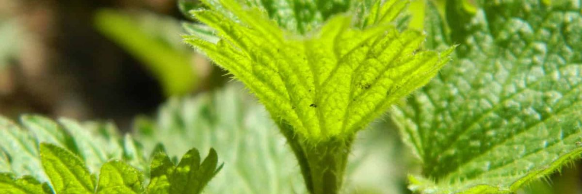 nettle and nettle soup benefits